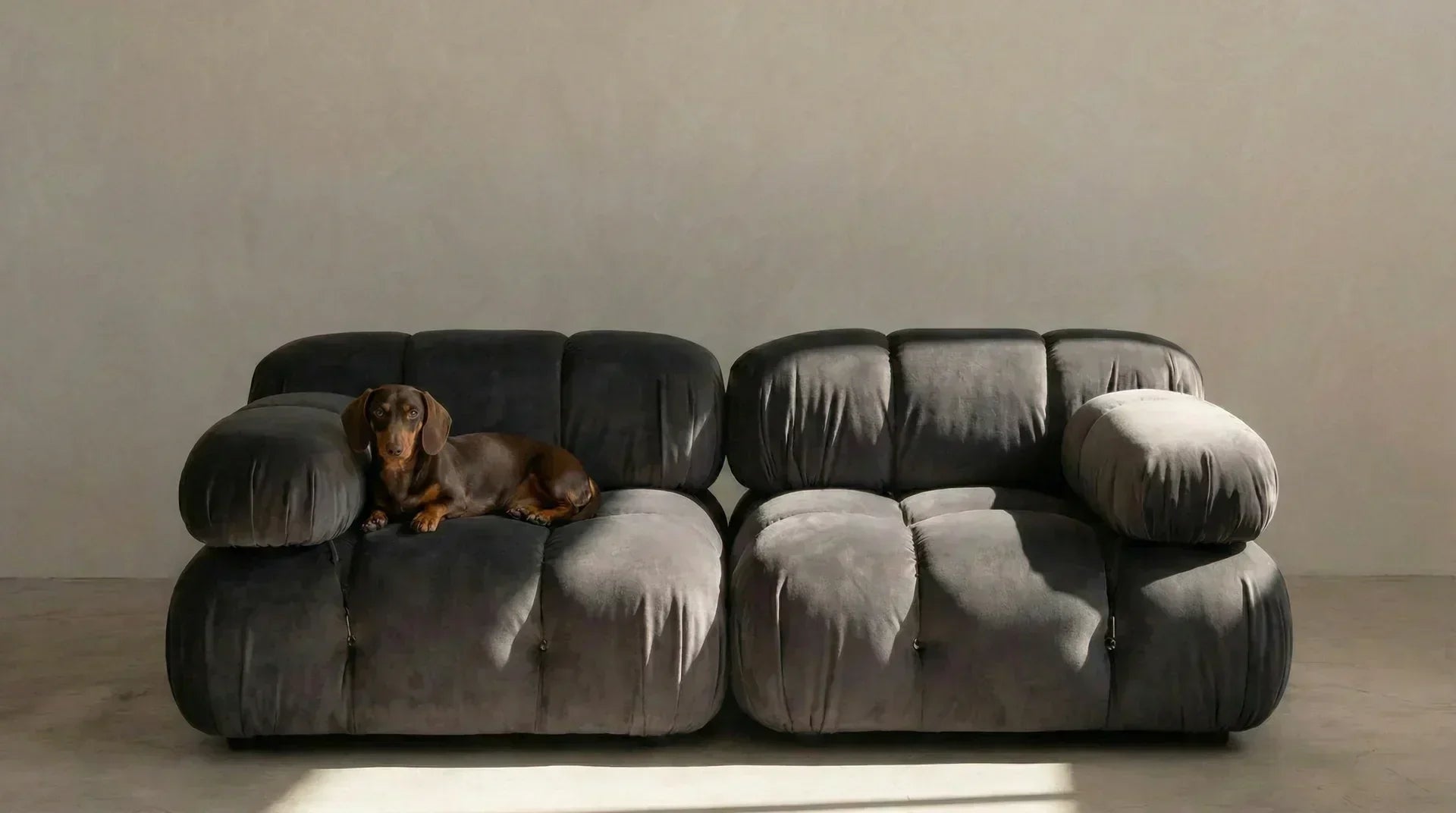 hundesofa cameleonda fløjl